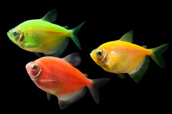 Тернеция Глофиш МИКС разные цвета Glo-fish Gymnocorymbus ternetzi Glo-fish 3,5-4,5см