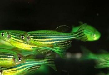Данио рерио Глофиш АРБУЗНЫЙ-зелёный Brachydanio rerio Glo-fish 2см