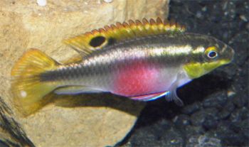 Цихлида попугайчик Pelvicachromis pulcher 4,5см
