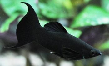 Моллинезия черная Poecilia latipina 3-4см