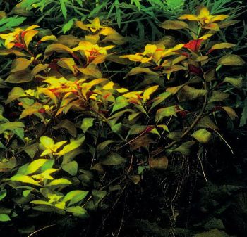 Людвигия болотная х ползучая (гибрид): людвигия болотная х людвигия ползучая (Ludwigia palustris х Ludwigia repens), 1 ветка