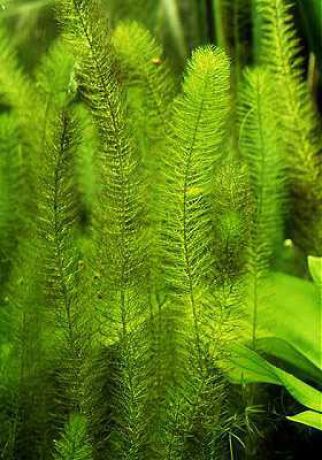 Перистолистник хвостиковидный Myriophyllum hippuroides - ветка