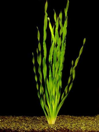 Валлиснерия спиральная Vallisneria spiralis - куст