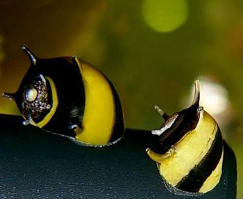 Улитка рогатая Неретина Clithon diadema (Spiral horn snail)