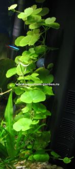Щитолистник белоголовый или гидрокотила белоголовая Hydrocotyle leucocephala - ветка