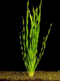 Валлиснерия спиральная Vallisneria spiralis - куст